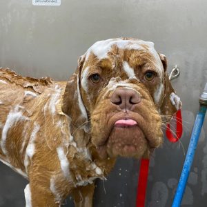 Magnets - Bubbles Marie Post Card Size