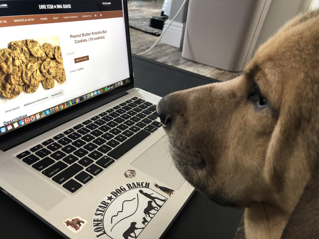 Diggie on the computer shopping