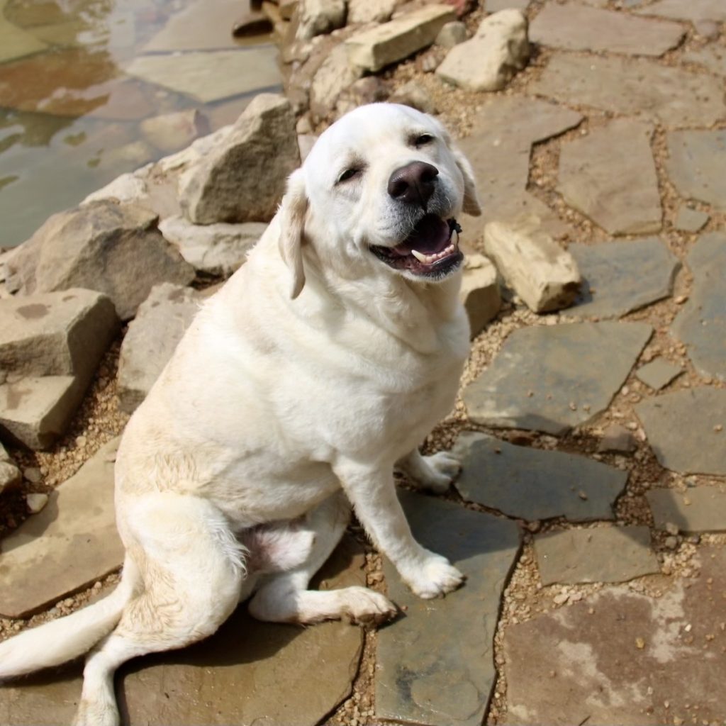 Dog by the pond at Lone Star Dog Ranch
