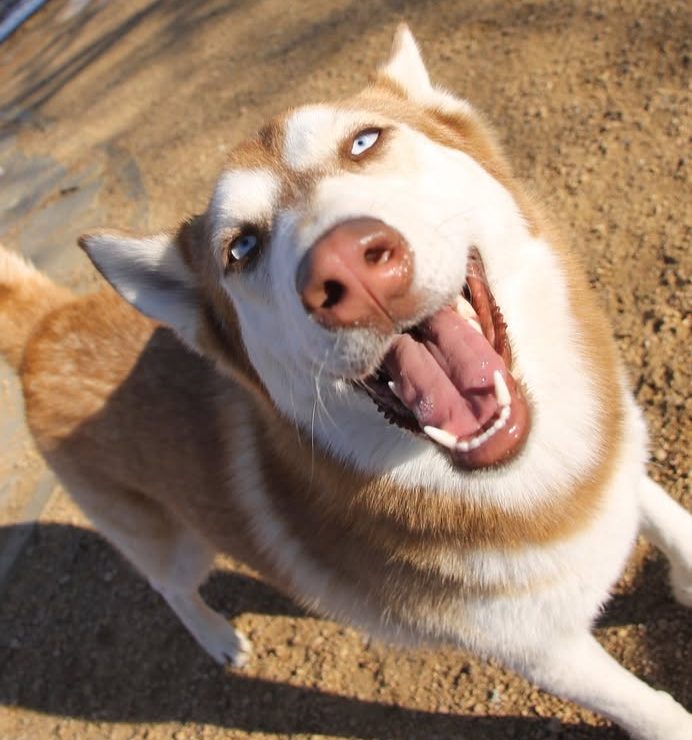 husky
